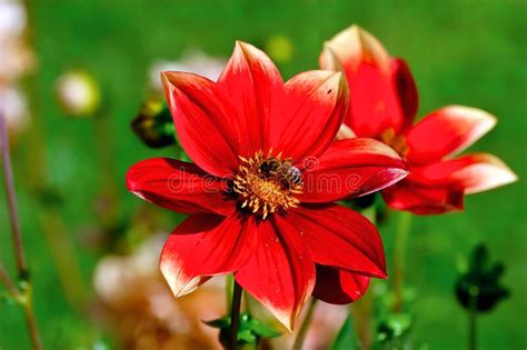Red And White Flower Of The Dahlia Named Corona Also Korona Asteraceae