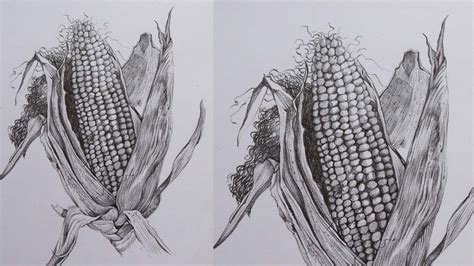 Corn Drawing In Pencils How To Draw Corn Corn Pencil Sketch Youtube