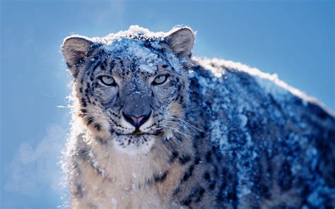 Apple Snow Leopard Software Lopbell