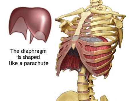 The Power Of The Diaphragm Part I Yoga Medicine