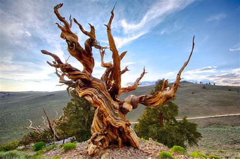 4800 Year Old Bristlecone Pine Tree In California Pics