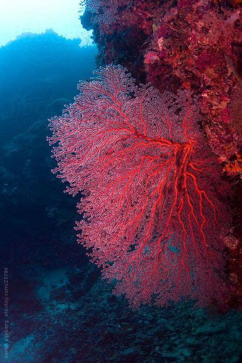 Bright Red Sea Fan On The Coral Reef Underwater In Malaysia By Soren