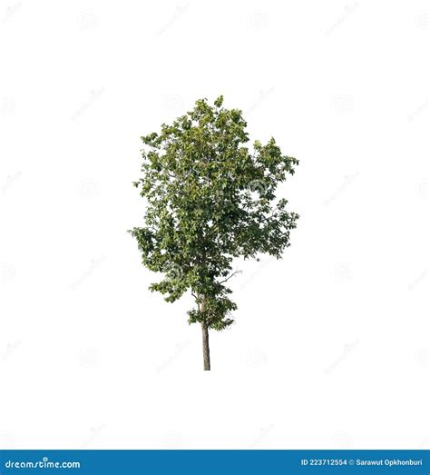 Tree Isolated On A White Background Stock Photo Image Of Foliage