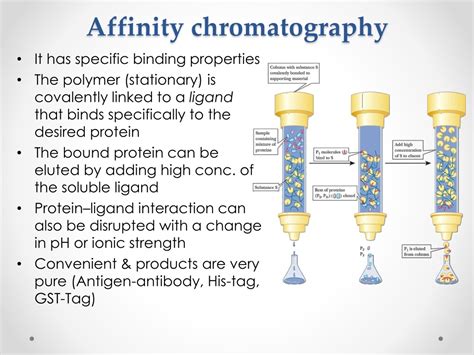 Ppt Protein Purification And Characterization Techniques Powerpoint