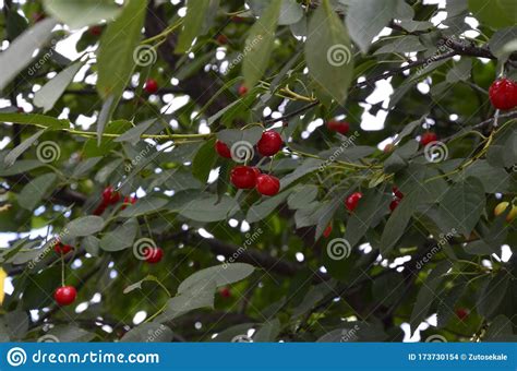 Sour Cherry Prunus Cerasus In Orchard Stock Photo Image Of Agronomy