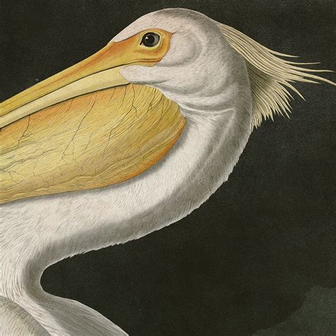 Audubon Birds Print Set Heron Print Pelican Print Audubon Etsy