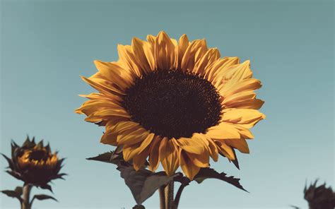 Download Wallpaper 3840x2400 Sunflower Flower Bloom Yellow Plant 4k