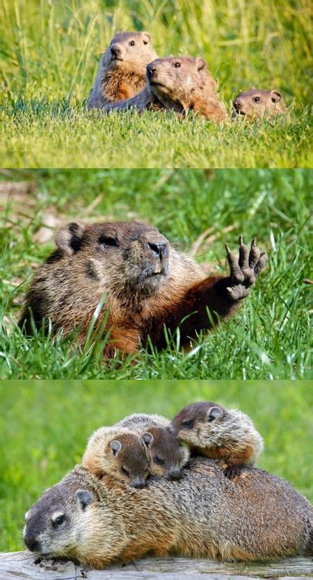 Whats The Difference Between Gophers And Groundhogs Baby Animals