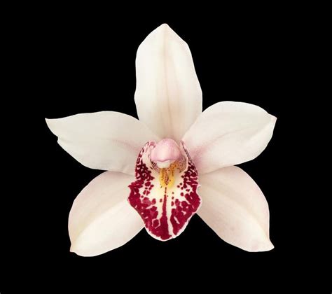 Cymbidium Orchid White