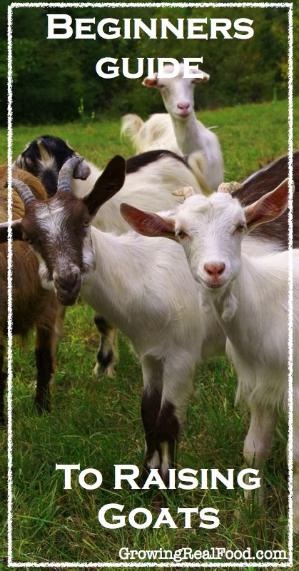 Beginners Guide To Raising Goats Homesteading Goats
