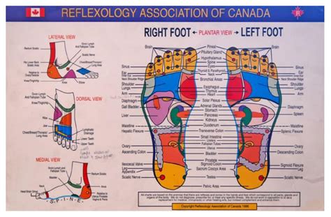 Printable Reflexology Chart A Visual Reference Of Charts Chart Master