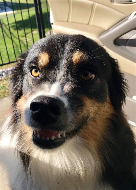 My Cousins Aussie Shepherd Smiling At The Camera Or Frowning If You