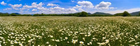The Field Of Daisies On A Sunny Day Panorama Stock Image Image Of