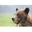 Closeup View Of A Grizzly Bear Eating Grass — Biology Canada  Stock