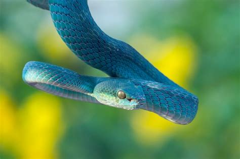 Premium Photo Blue Insularis Pit Viper Snakes Trimeresurus Albolabris