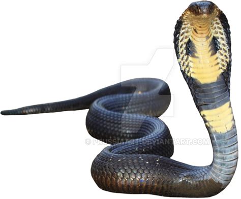 Cobra Snake Transparent Png All
