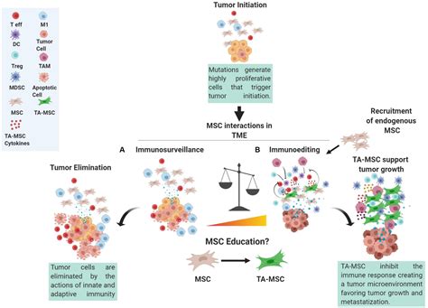 Frontiers The Multifaceted Roles Of Mscs In The Tumor