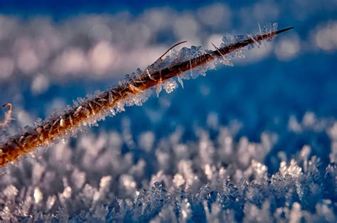 Gambar Air Alam Rumput Cabang Salju Musim Dingin Bunga Embun