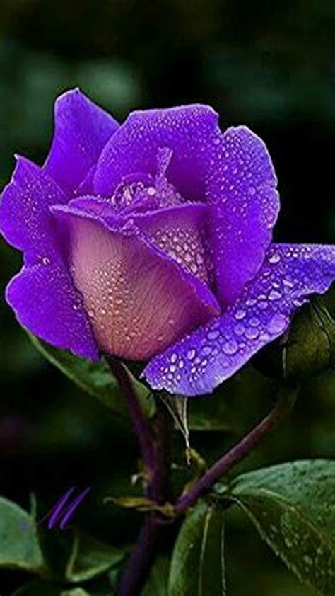 Exoticflowerscolorful Exotische Blumen Lavendel Rosen Beste Blumen