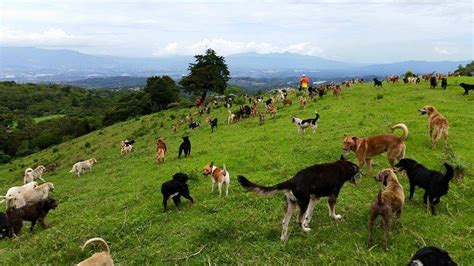 The Incredible Costa Rica Dog Sanctuary Where 900 Strays Roam Free