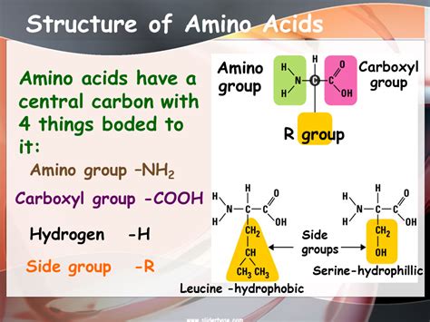 What Does 4 Amino Acids Make We Are Eaton