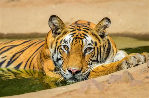 Bengal Tiger Portrait Stock Photo Image Of India Eyes 58748246