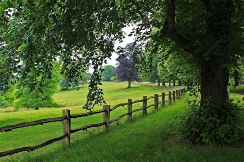 Tree View Trees Nature Path Road Scenery Walk Landscape Fence Wallpaper