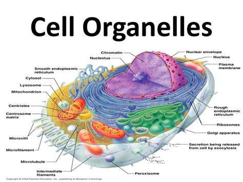 Chapter 3 Cell Organelles Diagram Quizlet