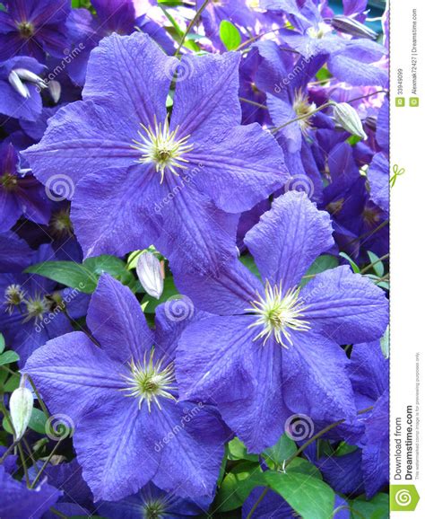 We next head to radhanagar beach, listed fourth among the most beautiful beaches in asia, and is surrounded by wilderness, the beach has a stark, arresting beauty to itsnorkelling in its clear, blue. Beautiful Blue Flowers Of Clematis Stock Image - Image of ...