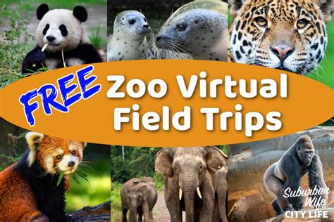 Ultimate List Of Free Virtual Field Trips Suburban Wife City Life