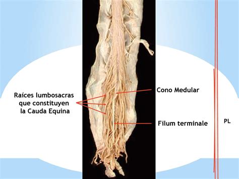 Calaméo Anatomia De La Medula Espinal Vrogue