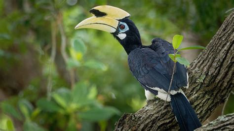 Birds Of Singapore Discover 7 Types Of Birds Living In Singapore