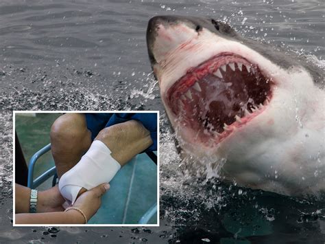 Clip Shows Startling Moment Shark Jumps Into Boat Crashing Into