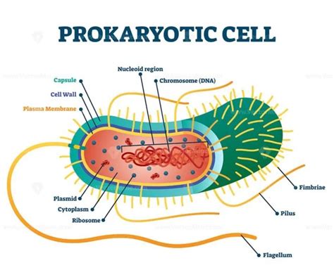 Prokaryotic Cell Structure Diagram Vector Illustration Cross Section