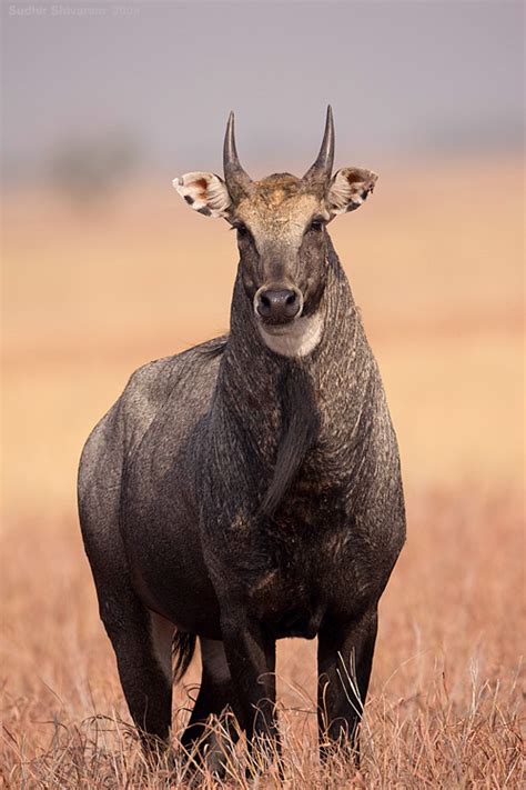 Thejunglelook Tales From The Indian Jungle Mg0222 Nilgai