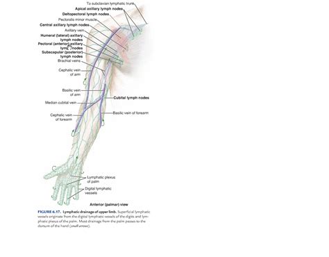By 411 Advanced Human Anatomy Blog Upper Limb Journal Post 1