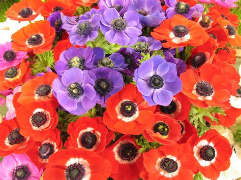 Anemone Flowers - Flowers