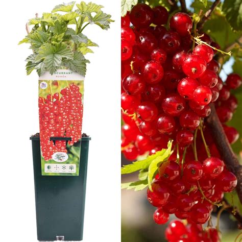 Redcurrant Ribes Rovada Fruit Plant Free Uk Delivery