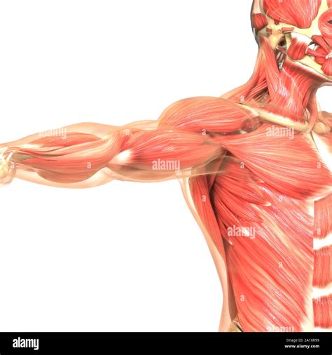 Human Body Muscular System Anatomy Stock Photo Alamy