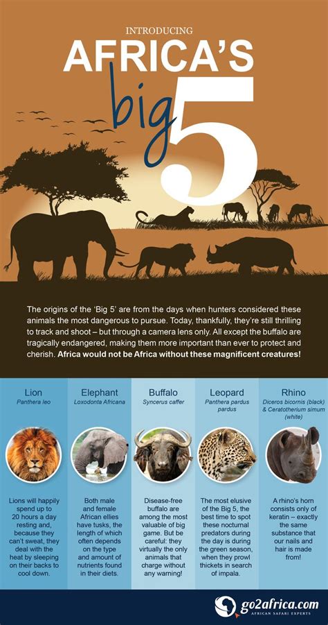 Africas Big 5 Infographic Africa Safari Infographic Big5 Lion