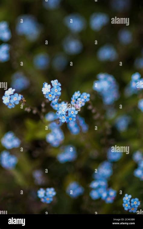The Delicate Fragile Tiny Blue Forget Me Not Flowers Myosotis