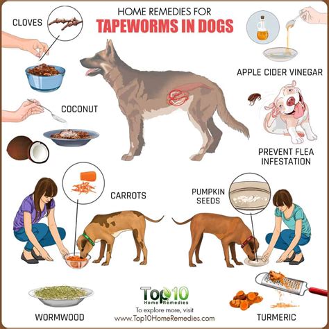 Home Remedies For Tapeworms In Dogs Top 10 Home Remedies