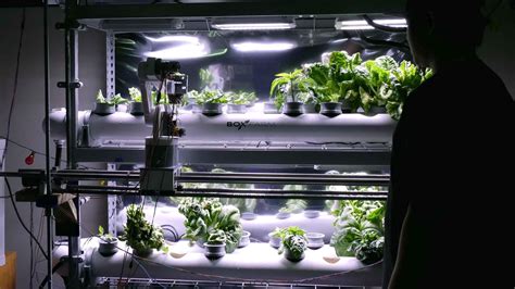 University Of Hawaii Space Plants Project Could Be Astronaut Game Changer