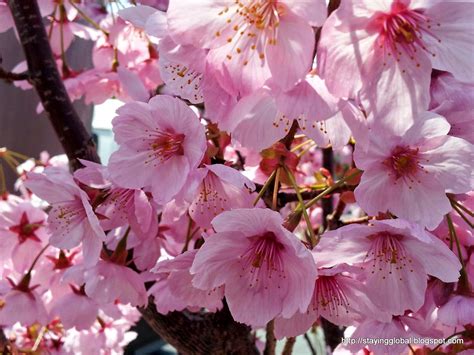 A Japanese Life Cherry Blossom The Different Kinds