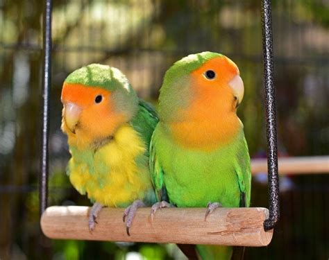 9 Types Of Lovebird Species With Pictures Pet Keen