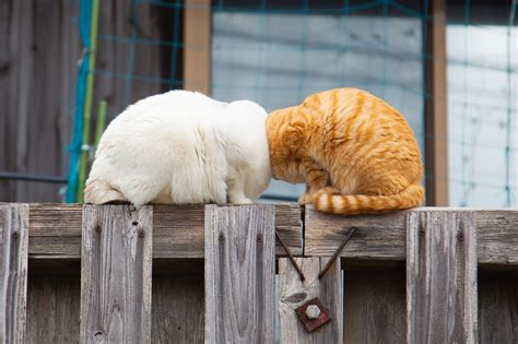 A Pair Of Headless Cats Wins 2022 Comedy Pet Photo Awards