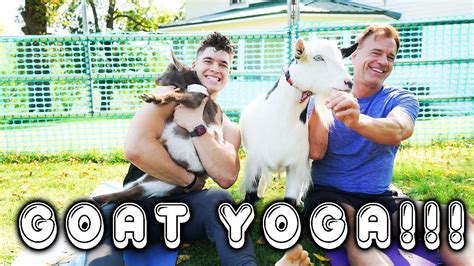 i tried goat yoga with my dad goats everywhere youtube