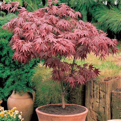 Acer Palmatum Atropurpureum Japanese Maple Gardenersdream