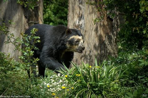 Interesting Facts About Spectacled Bears Just Fun Facts