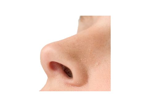 Nose Png High Quality Image Png All Png All